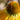 Echinacea purpurea 'Golden Skipper' - 2026