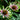 Echinacea purpurea 'Green Twister' - 2026