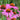 Echinacea purpurea 'Magnus' - 2026