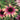 Echinacea purpurea 'Parrot' - 2026