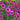 Echinacea purpurea 'Pica Bella' - 2026