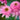 Echinacea purpurea 'Pink Double Delight' - 2026