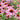 Echinacea purpurea 'Rubinstern' - 2026