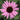 Echinacea purpurea 'Ruby Giant' - 2026