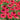 Echinacea purpurea 'Salsa Red' - 2026