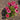 Echinacea purpurea 'Sensation Pink' - 2026