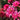 Echinacea purpurea 'Southern Belle' - 2026