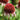 Echinacea purpurea 'Strawberry and Cream' - 2026