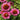 Echinacea purpurea 'Vintage Wine' - 2026