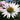 Echinacea purpurea 'Virgin' - 2026