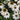 Echinacea purpurea 'White Swan' - 2026