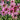 Echinacea tennesseensis 'Rocky Top' - 2026