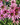 Echinacea tennesseensis 'Rocky Top' - 2026
