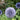 Echinops bannaticus 'Blue Globe' - 2026
