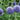 Echinops bannaticus 'Taplow Blue' - 2026