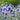 Echinops ritro - 2026