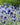 Echinops ritro - 2026
