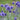Echinops ritro 'Veitch's Blue' - 2026