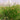 Eleocharis Palustris - Packs