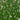 Eleocharis palustris (Common spike-rush) - Marginal Pond Plants - MBP034