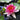 Nymphaea Ellisiana - 2026