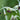 Epimedium 'Domino' - 2026