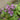 Epimedium 'Pink Elf'