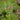 Epimedium cantabrigiense - 2026