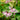 Epimedium grandiflorum - 2026