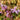 Epimedium grandiflorum 'Lilafee' - 2026