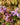 Epimedium grandiflorum 'Lilafee' - 2026