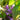 Epimedium Grandiflorum 'Purple Pixie'