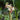 Epimedium Pubigerum