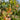 Epimedium Warleyense