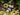 Epimedium Youngianum 'Niveum'