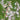 Epipactris Palustris orchid - Marginal Pond Plants - MP033