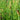 Equisetum fluviatile - Marginal Pond Plants - MP034
