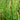 Equisetum Fluviatile - Packs