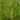 Equisetum Scirpoides - Packs