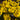Eranthis cilicica Bulb