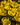 Eranthis cilicica Bulb