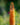 Eremurus Isabellinus 'Cleopatra'