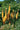 Eremurus Isabellinus 'Ruiter'S Hybrids'