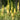 Eremurus isabellinus 'Shelford Hybrids' - 2026