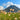 Eriophorum Russeoleum - Packs