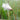 Eriophorum scheuchzeri - Marginal Pond Plants - MBP037