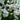 Eriophorum scheuchzeri - Marginal Pond Plants - MBP037