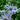 Eryngium bourgatii - 2026
