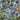 Eryngium planum - 2026