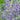 Eryngium planum 'Blue Glitter' - 2026